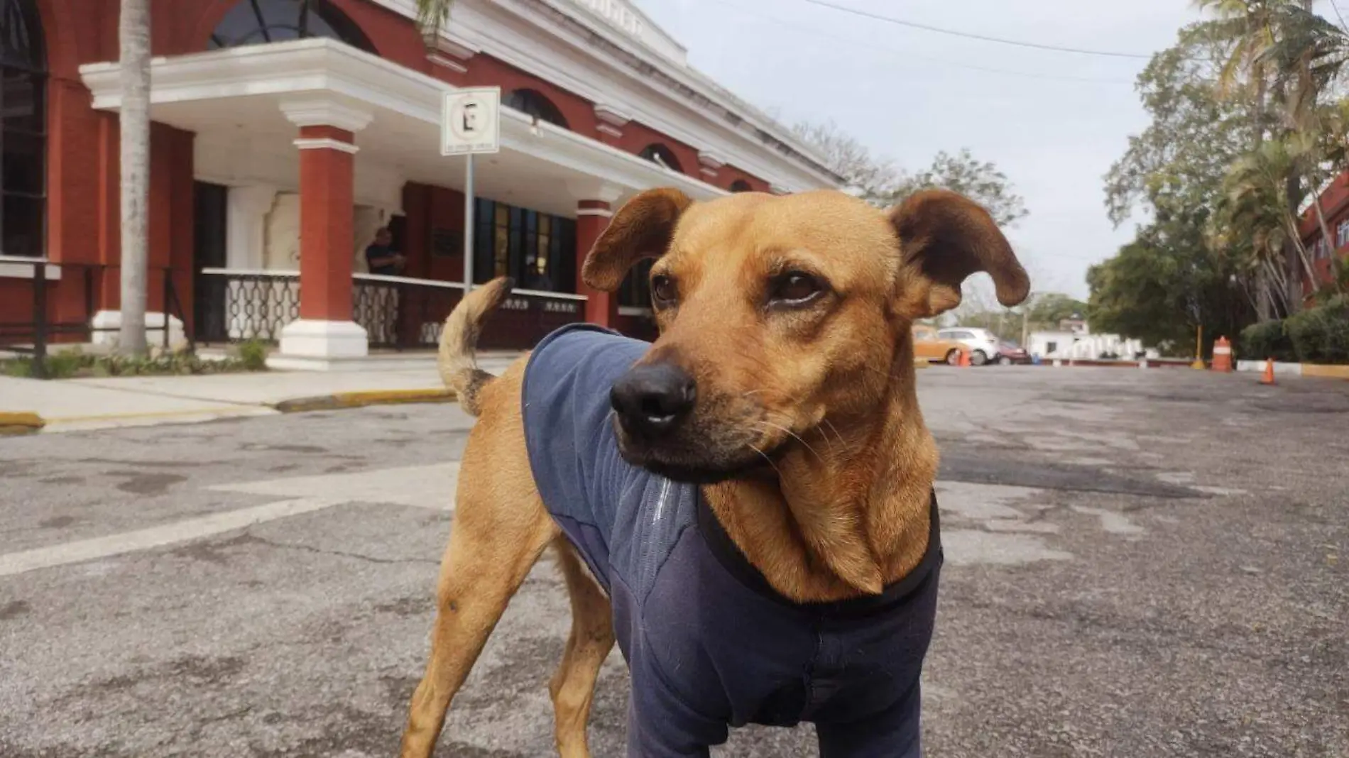 “Canelo”, el perrito guardian de la Casa de la Cultura en Tampico